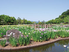 あやめ池公園