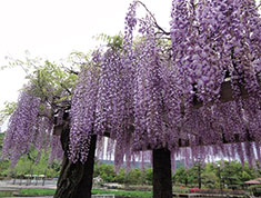 あやめ池公園の藤棚