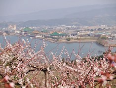 【春】野花にて