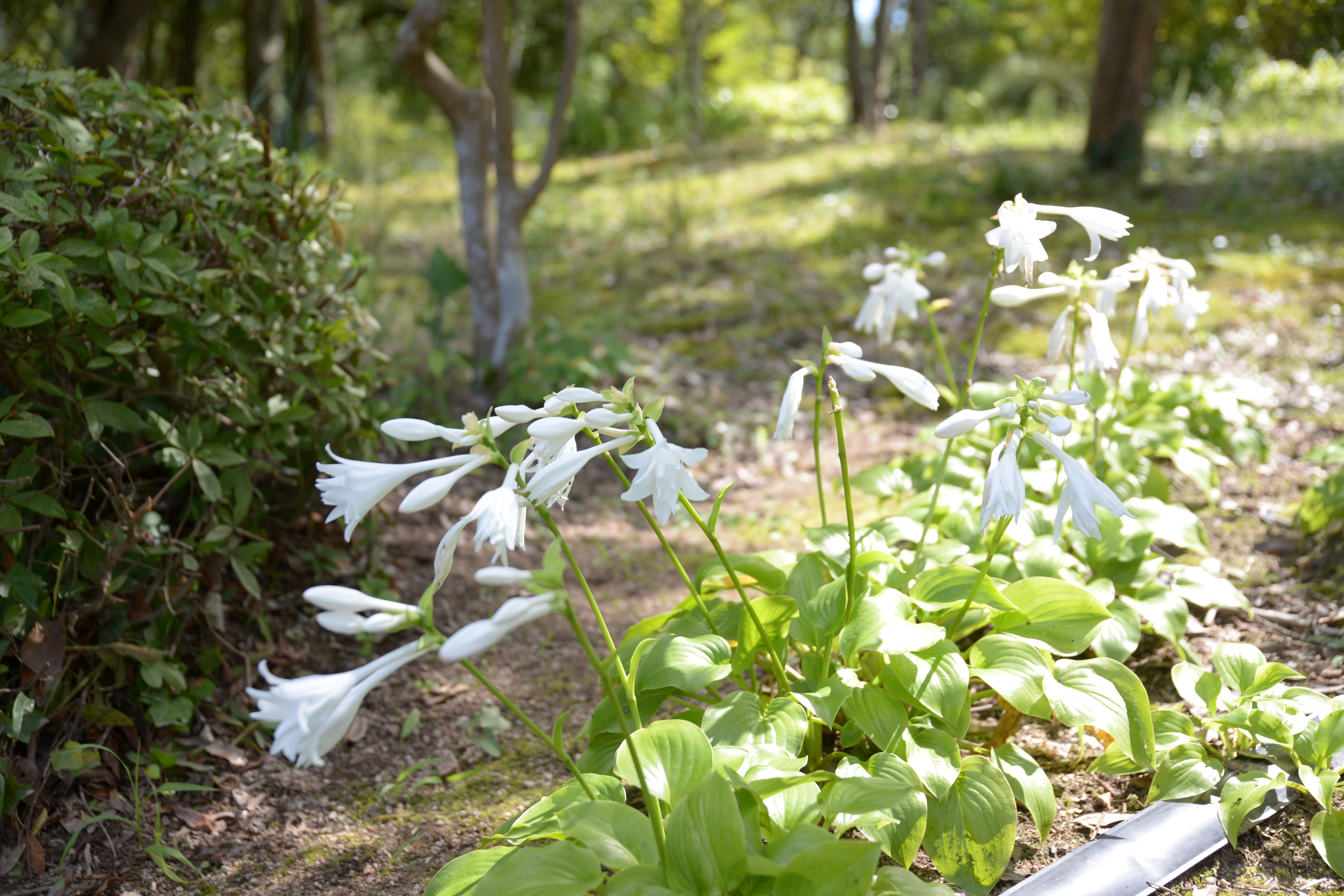 あやめ池、晩夏の花々