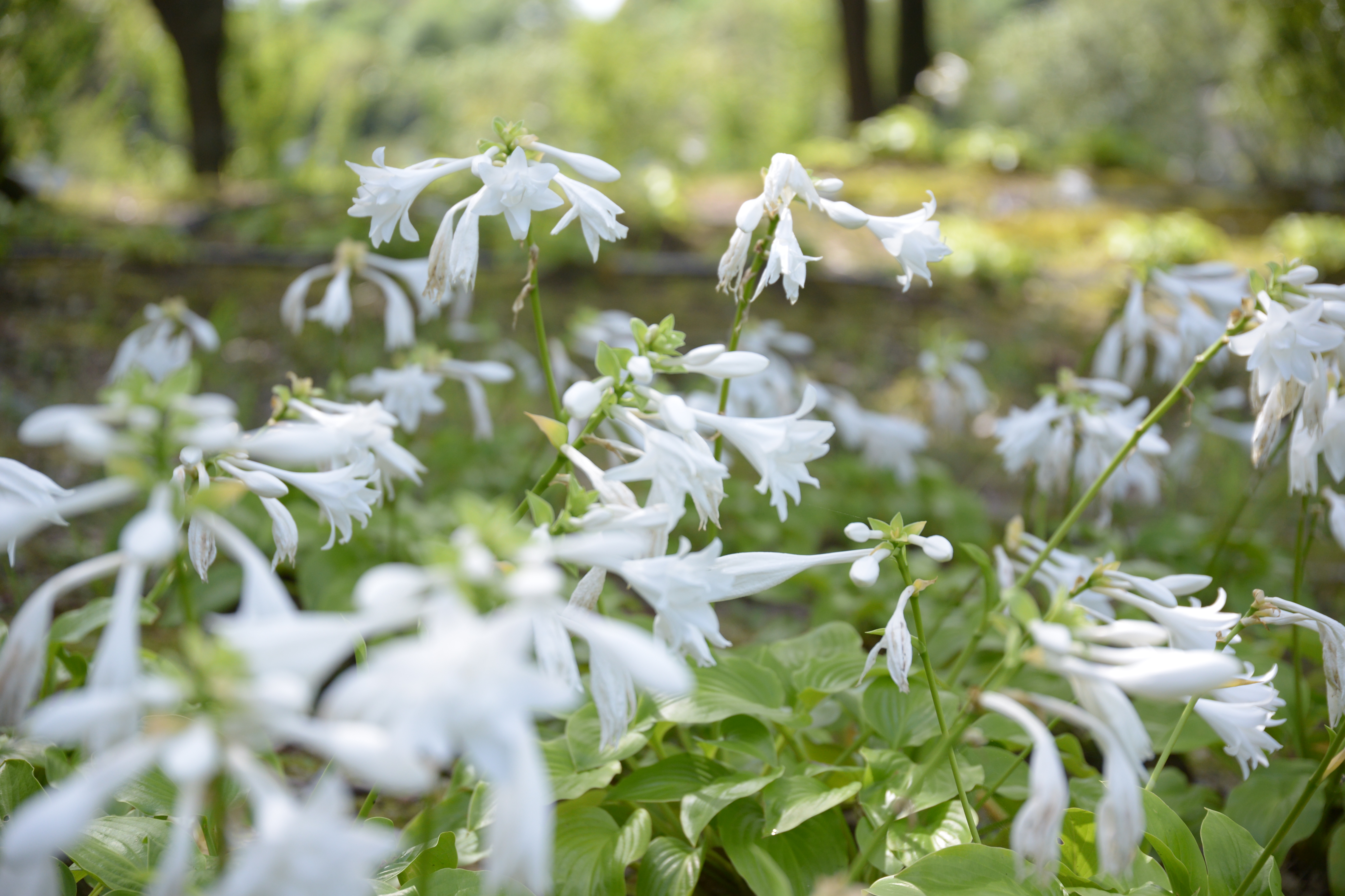 あやめ池、晩夏の花々