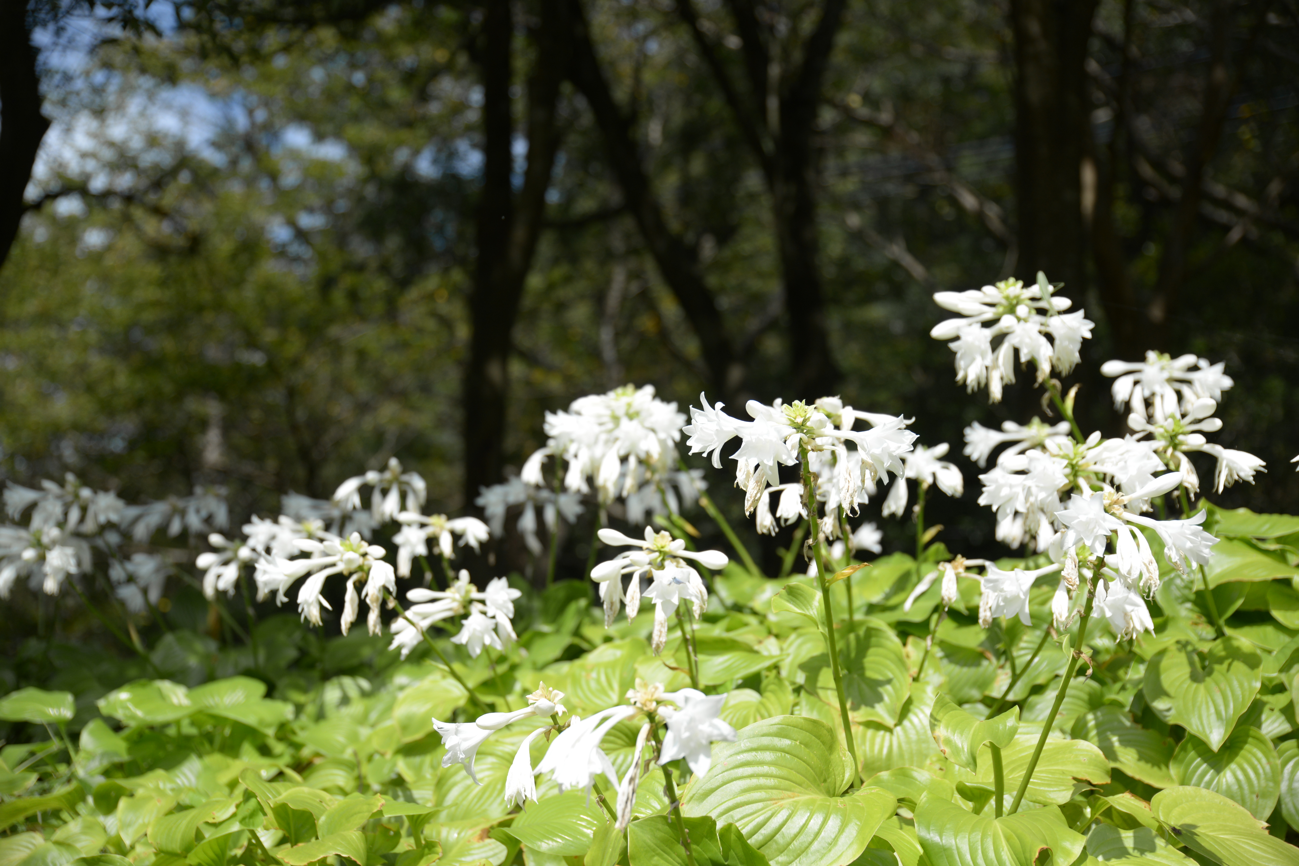 あやめ池、晩夏の花々