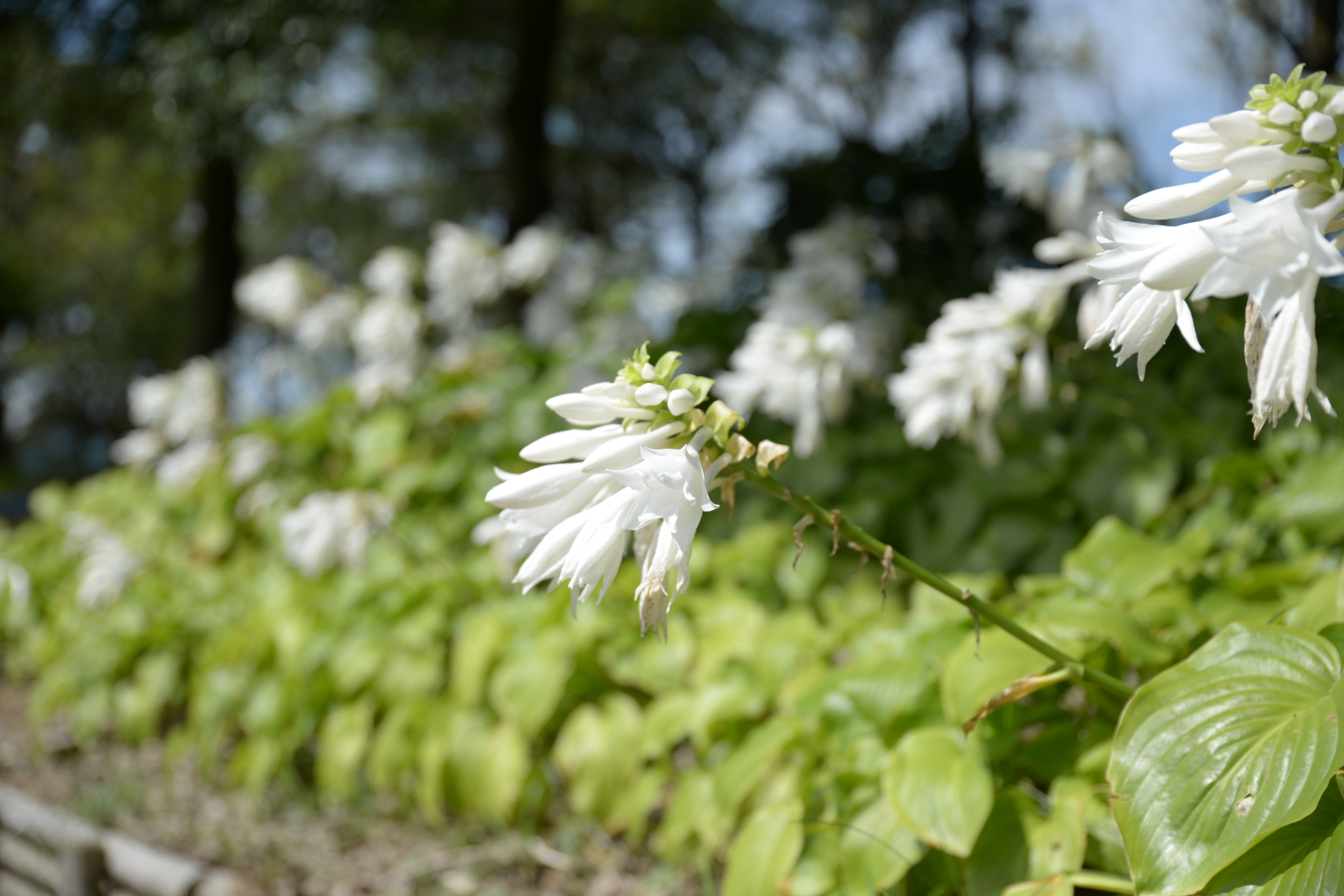 あやめ池、晩夏の花々