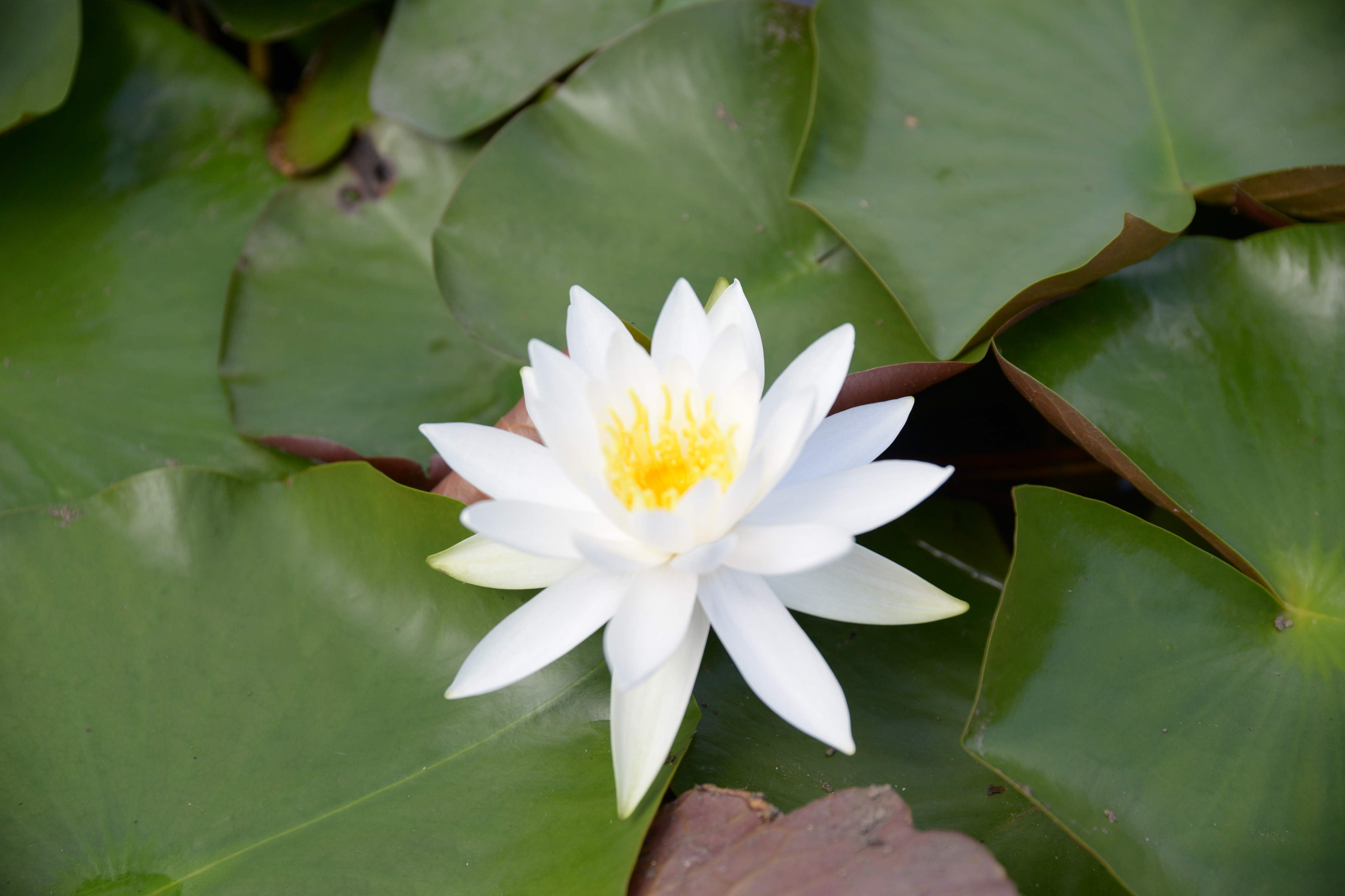 あやめ池、晩夏の花々