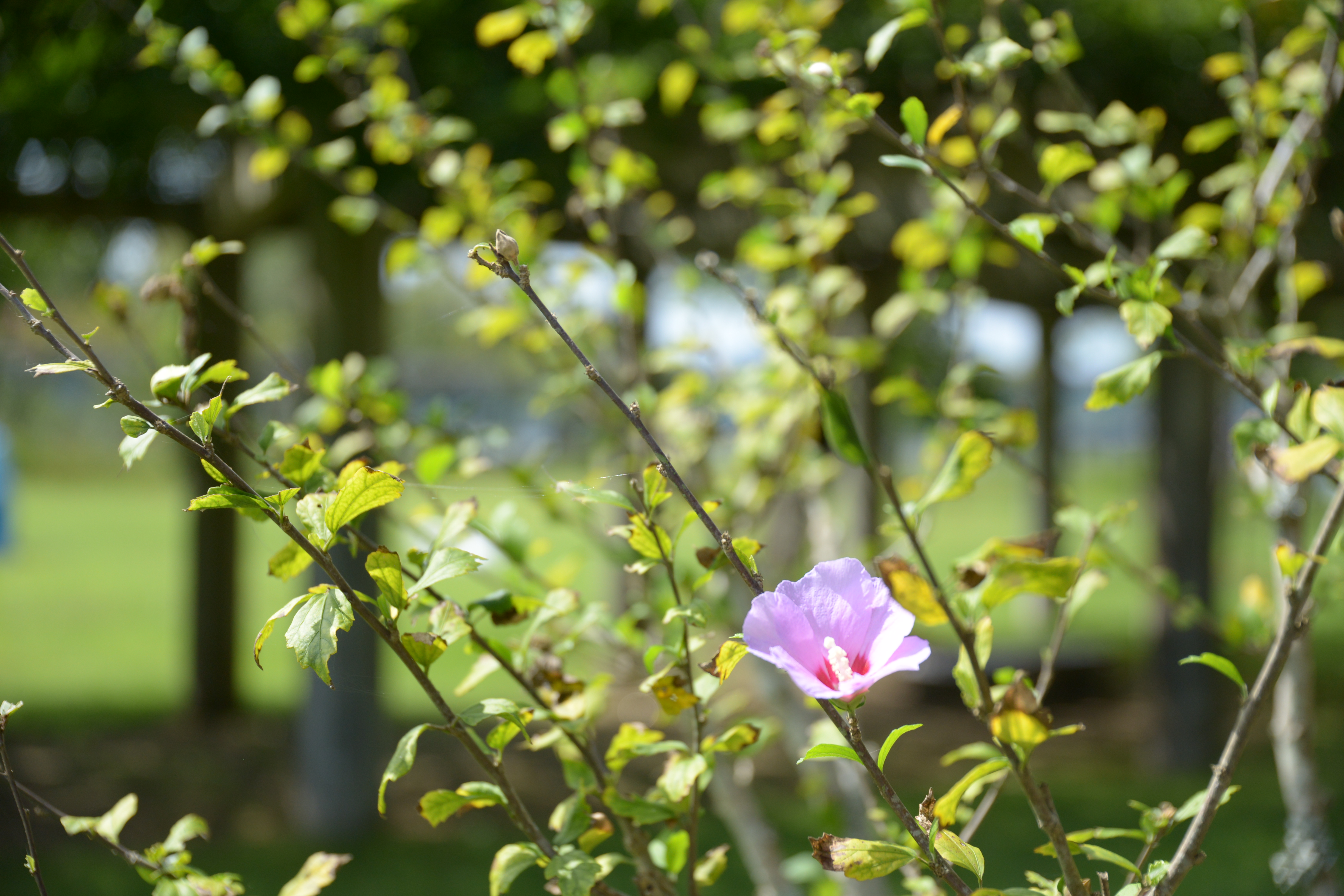 あやめ池、晩夏の花々