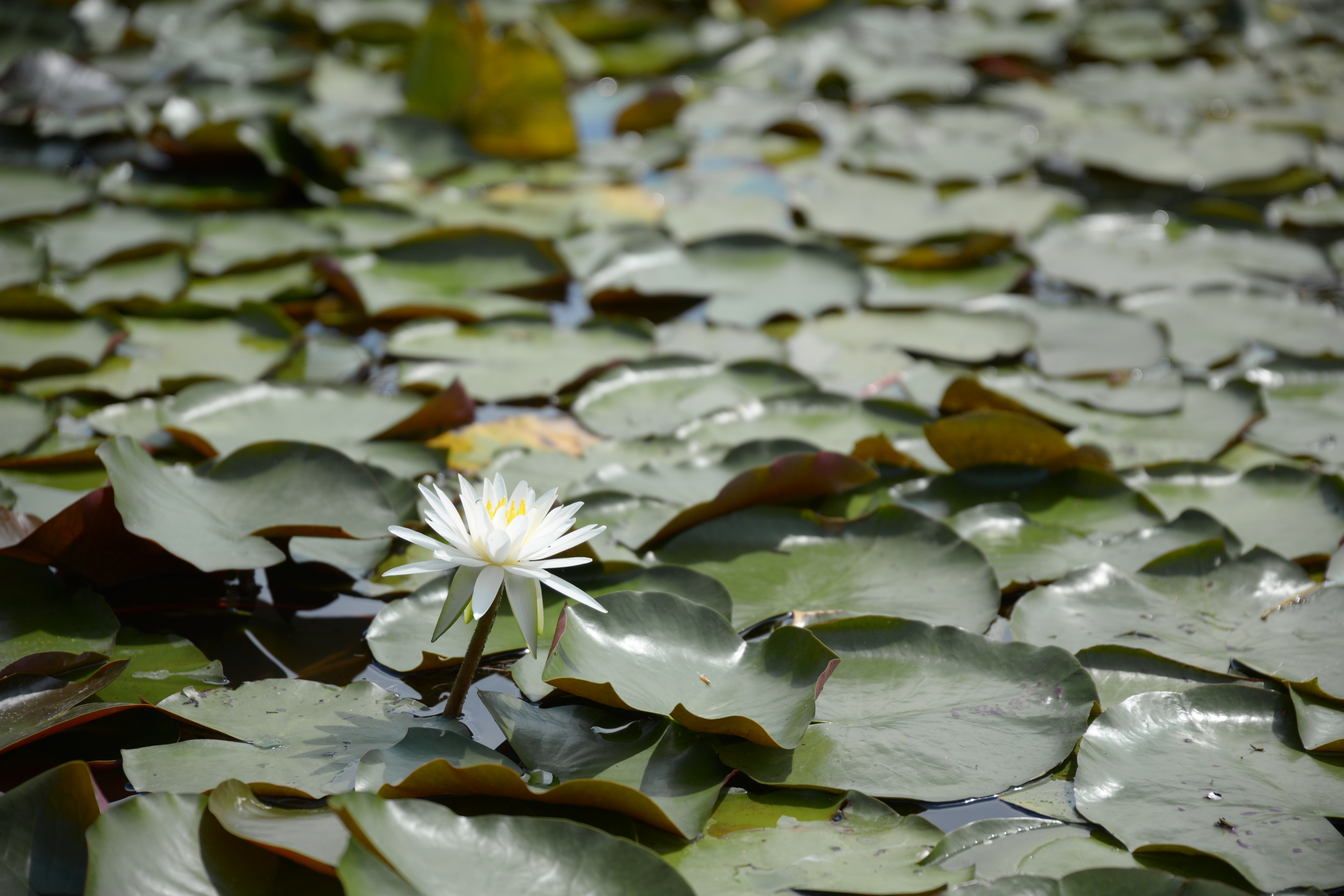 あやめ池、晩夏の花々