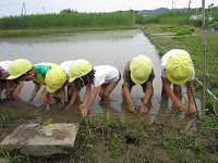 田植えの写真