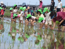 田植えの写真