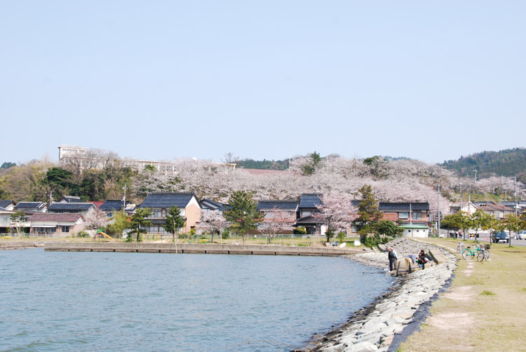 満開の桜は観光名所の１つ