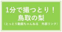 1分で撮っとり！鳥取の梨（とっとり動画ちゃんねる）