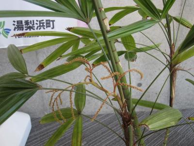 観音竹の花の写真